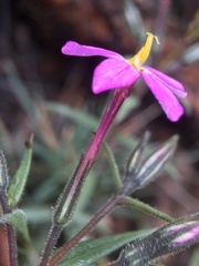 Phlox dolichantha