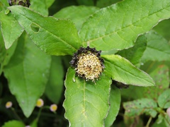 Shangwua denticulata