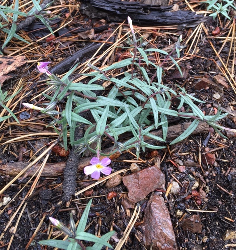 Image of Big Bear Valley Phlox (Phlox dolichantha) by (c) Matt Berger, some rights reserved (CC BY)