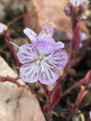 Phacelia exilis