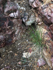 Melica stricta