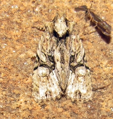 Oligia modica