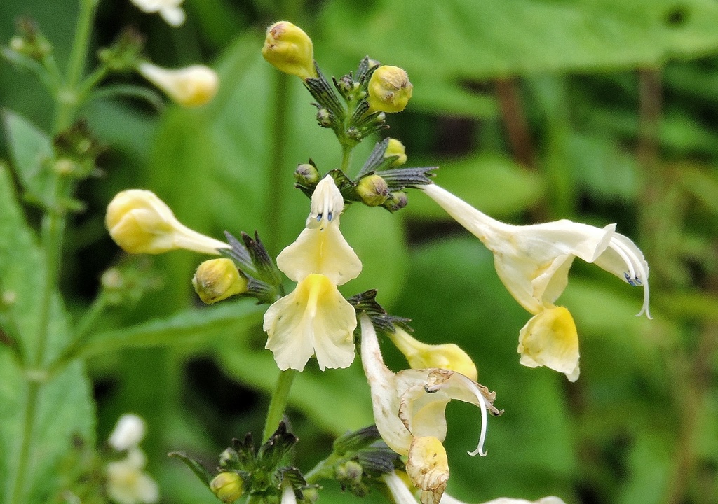 Yellow catmint