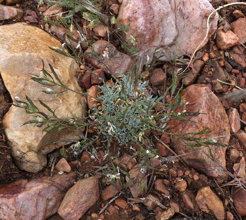 Image of Boechera parishii by (c) Matt Berger, some rights reserved (CC BY)