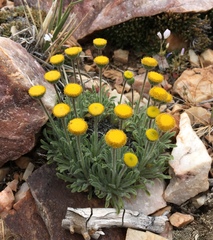 Erigeron aphanactis congestus