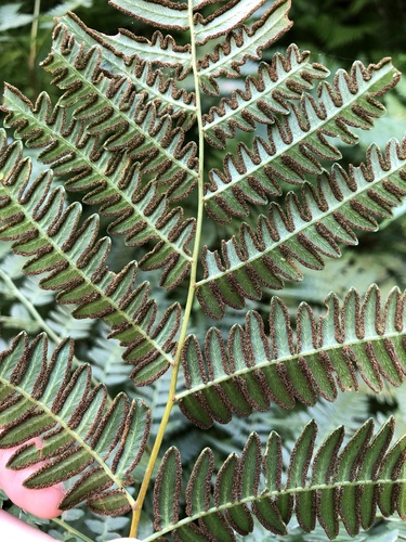 Pteridium aquilinum