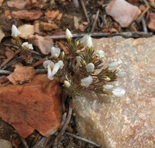 Image of Linanthus killipii by (c) Matt Berger, some rights reserved (CC BY)