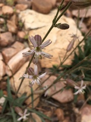Silene verecunda