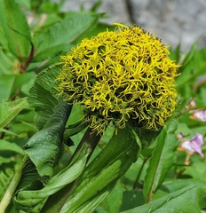Ligularia amplexicaulis