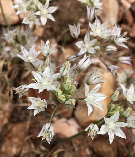 Allium lacunosum var. davisiae