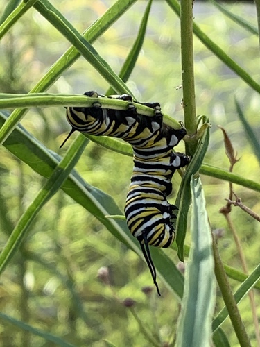 Migratory Monarch photographed in Nevada