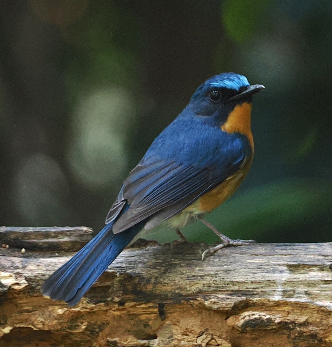 Hill Blue Flycatcher