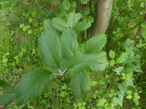Aria edulis