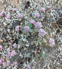 Eriogonum molestum