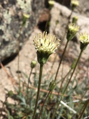 Chaenactis santolinoides