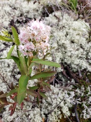 Spiraea alba alba