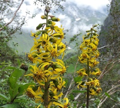 Ligularia jacquemontiana