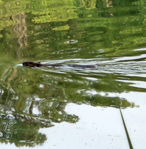 American Beaver photographed in New Jersey