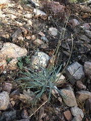 Ivesia santolinoides