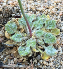 Eriogonum pusillum
