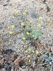 Eriogonum pusillum