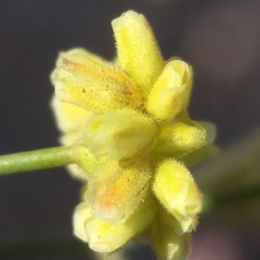 Eriogonum pusillum
