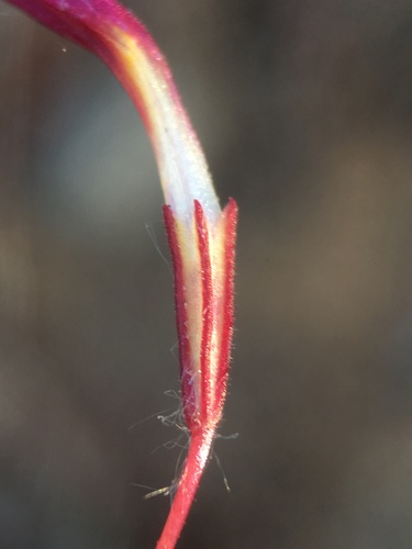 Image of Erythranthe palmeri by (c) Matt Berger, some rights reserved (CC BY)