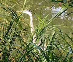 Ardea herodias