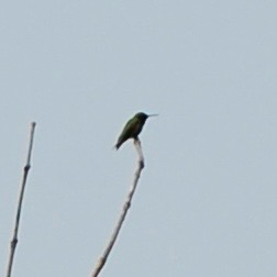 Ruby-throated Hummingbird photographed in Minnesota