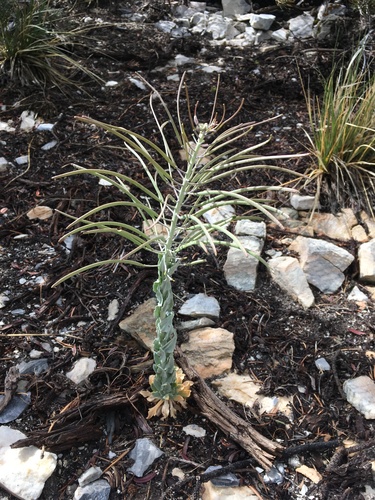 Image of Shockley's Rockcress (Boechera shockleyi) by (c) Matt Berger, some rights reserved (CC BY)