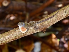 Anolis allogus