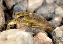 Ambrysus
