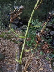 Tillandsia denudata