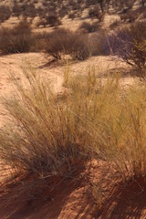 Image of Stipagrostis namaquensis
