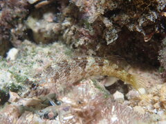Mexican Margarita Blenny photo 2