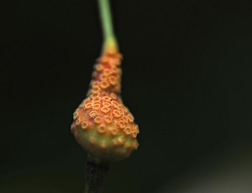 Cronartium ribicola