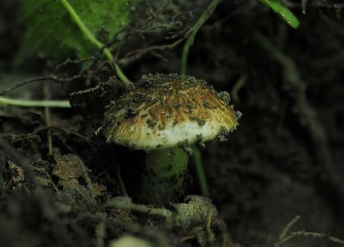 Inocybaceae