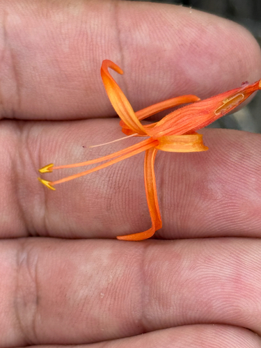narrowleaf desert honeysuckle (Anisacanthus linearis)