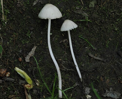 Mycena