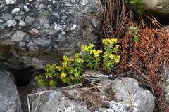 Sedum