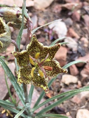 Fritillaria pinetorum