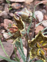Fritillaria pinetorum