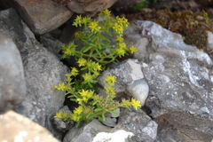 Sedum