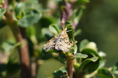 Pyrausta subsequalis