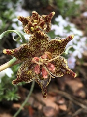 Fritillaria pinetorum