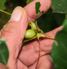 Ampelomyia vitispomum