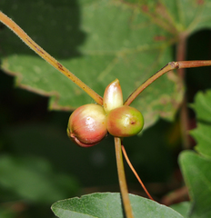 Ampelomyia vitispomum