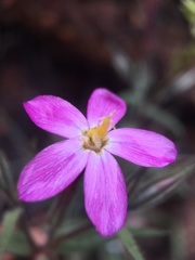 Phlox dolichantha