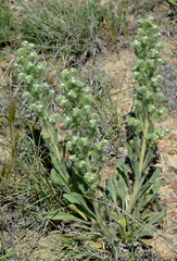 Oreocarya thyrsiflora