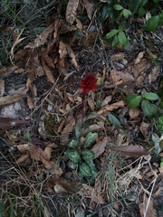Stenorrhynchos speciosum
